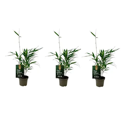 Immagine prodotto di 3 pezzi Fargesia Robusta Pingwu bambù 30 cm Schermo per la privacy resistente e sempreverde, a crescita rapida, ideale per giardino, siepe e terrazza, di facile manutenzione