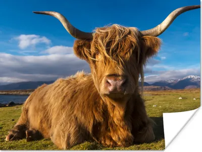 Produktbild von MuchoWow® Poster Schottische Highlander - Tiere - Gras 160x120 cm - Foto Plakat