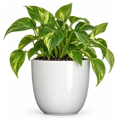 Produktbild von Mica Decorations Blumentopf/pflanztopf - weis - Keramik - D17 cm x H16