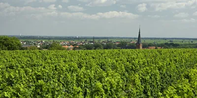 Immagine prodotto di Riesling Deidesheimer Langenmorgen Grosses Gewächs  - 2018 - Mosbacher