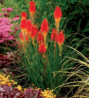 Produktbild von 1 x Kniphofia ‘Papaya Popsicle’ (Winterhart/Staude/Dauerblüher/Bienenferundlich/Mehrjährig) Fackellilie - Hingucker den ganzen Sommer - Stauden Gänge