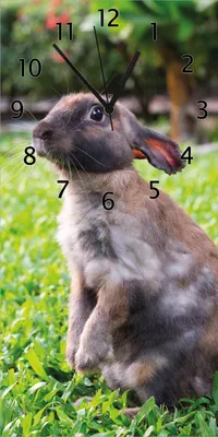 Produktbild von Wallario Design Wanduhr Kaninchen im Garten mit süßem Blick aus Echtglas, Größe 30 x 60 cm