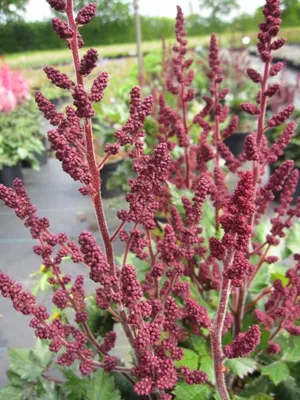 Produktbild von Prachtspiere Vision in Red ® - Astilbe chinensis Vision in Red ®