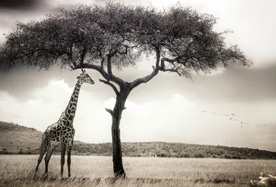 Produktbild von Digitaldruck-Tapete Giraffe Safari livingwalls (1033887)