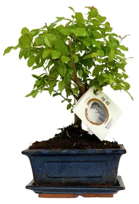 Image de Vrai bonsai en pot en céramique - Hauteur 25-30 cm - Plante d'intérieur, décoration zen