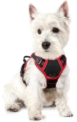 Image de Harnais pour chien anti-traction, réglable, respirant, avec bandes réfléchissantes, noir et rouge, taille XS
