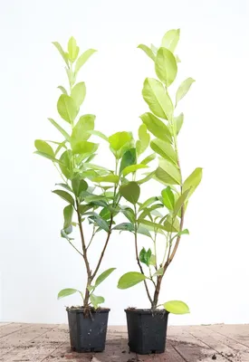 Produktbild von Prunus laurocerasus 'Rotundifolia', Kirschlorbeer, immergrün, 60–80 cm