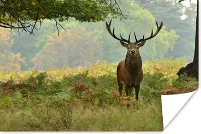 Produktbild von MuchoWow® Poster Rothirsch - Natur - Grün 180x120 cm - Fotoplakat