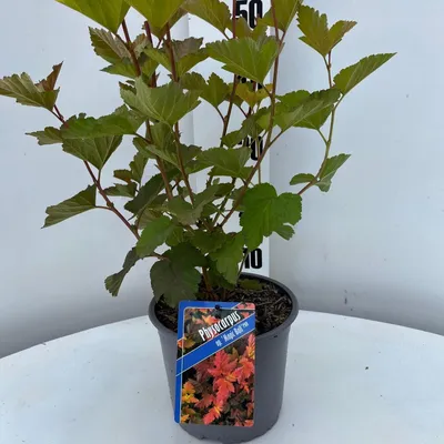 Zdjęcie produktu dla Physocarpus opulifolius Magic Ball ('LP1'PBR) – piżmowiec | 30–40 cm w doniczce