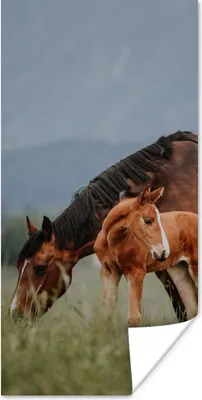 Produktbild von MuchoWow® Poster Pferde - Fohlen - Natur 60x120 cm - Wandschmuck