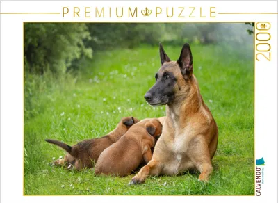 Produktbild von CALVENDO Puzzle Ein Motiv aus dem Kalender Traumhund Malinois | 2000 Teile Lege-Größe 90x67cm Foto-Puzzle für glückliche Stunden