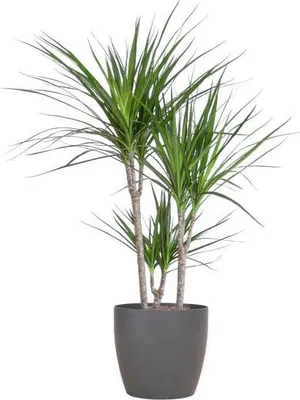 Obrázok produktu pre Dracaena Marginata 95 cm, kvetináč Ø 21 cm + dizajnový kvetináč, nenáročná na starostlivosť