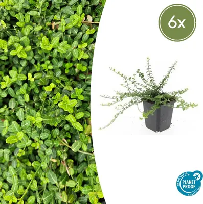 Zdjęcie produktu dla Euonymus fortunei 'Minimus' | 6 sztuk - 10-25cm - Ø9cm - Roślina ogrodowa