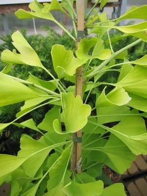 Produktbild von Ginkgo biloba Ulrich's Gold - Fächerblattbaum Ulrich's Gold - Heilpflanzen 40-60cm