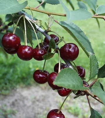 Produktbild von Sauerkirschbaum `Safir´ - 120-140cm im 10 Liter Topf
