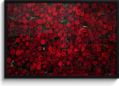 Produktbild von MuchoWow® MuchoWow® Gerahmtes Poster Blumen - Rosen - Rot 90x60 cm - Poster mit zchwarzem Bilderrahmen - Fotorahmen - Foto-Plakat