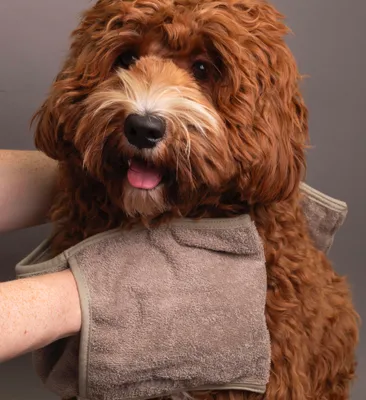 Image de Trimmi Serviette pour Chien en Coton – Douce & Absorbante