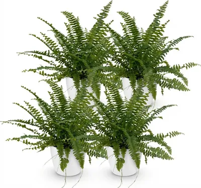 Image de Fougère Nephrolepis Exaltata « Green Lady » - Lot de 4 plantes d'intérieur avec