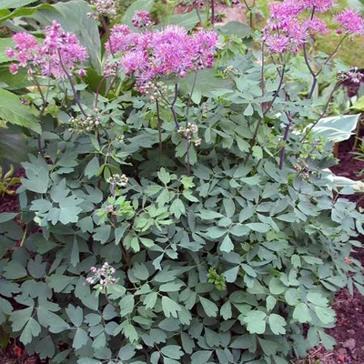 Obrázek produktu pro 6 x luční rdesno  - Thalictrum aquilegifolium 'Thundercloud'  | Květináč 9 cm x 9 cm
