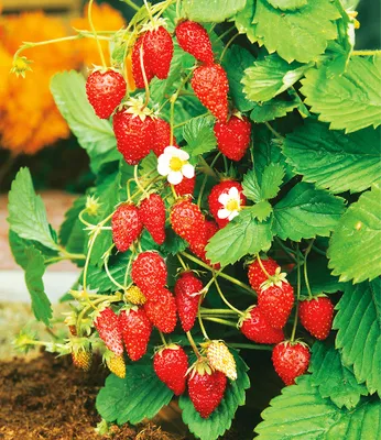Produktbild von BALDUR Garten 1x Monatserdbeere, Pflanze im 12 cm-Topf, winterhart, blühend, Fragaria vesca, immertragende Sorte, sehr robust, nicht anfällig für Krankheiten und Schädlinge