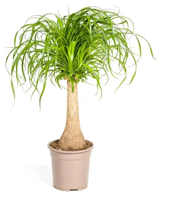 Zdjęcie produktu dla Łodyga Beaucarnea Recurvata - 60-80cm - Ø21cm - Roślina doniczkowa - Zimozielony