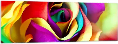 Produktbild von Bilder auf glas - Blume Farbe Rose - 160x50cm - Glasbilder - Wandbilder - Kunstdruck - zum Aufhängen bereit - Wanddekoration aus Glas - Glas Bilder - Wandbild auf Glas - Einteilig - GAB160x50-3623