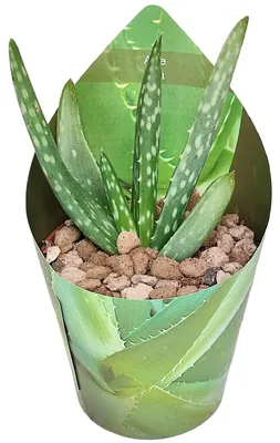 Produktbild von Aloe Vera – Mini-Aloe – Rarität – 6,5 cm Topf – 15 cm hoch