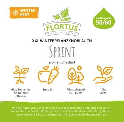 Immagine prodotto di Aglio da piantare invernale XXL Sprint | Aglio da piantare di FLORTUS, quantità: 3 pezzi