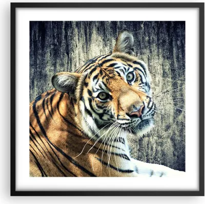 Produktbild von Gerahmtes Poster - Schwarzer Rahmen - Indien stein tiger wild - 50x50 cm - Wand Bild - Wanddeko - Wandbilder - Wandposter - Bilderrahmen - Bilder - Kunstdruck - Wandbild - P2BAC50x50-2464
