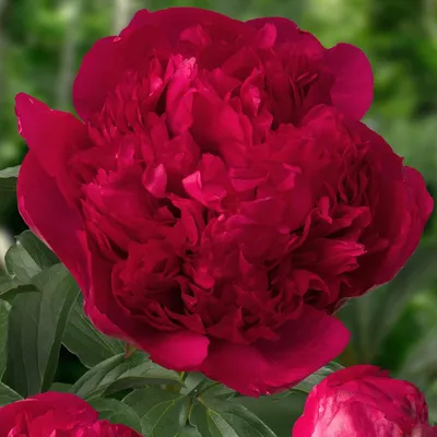 Imagen del producto de Pfingstrosen resistentes al invierno, variedad "Red Passion" - 1 planta - grandes híbridos de peonía - planta perenne - plantas de Holanda para jardín y maceta (no son semillas, ni bulbos, ni artificiales)
