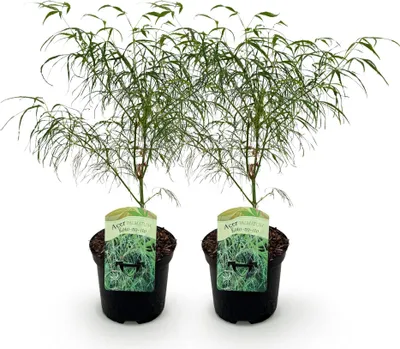 Image de Green boutiQ - Terrasplant - Japanse Esdoorn - Acer palmatum Koto-no-ito - Groen - 2 Planten - Bladverliezend - Pot 19cm Hoogte 70cm