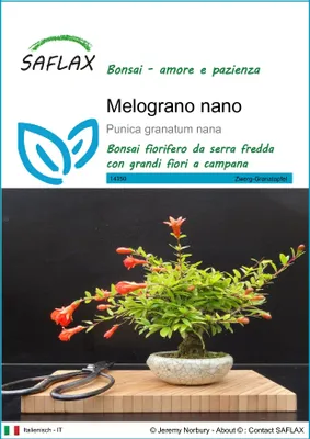 Immagine prodotto di SAFLAX  - Melograno nano - 50 semi - Punica