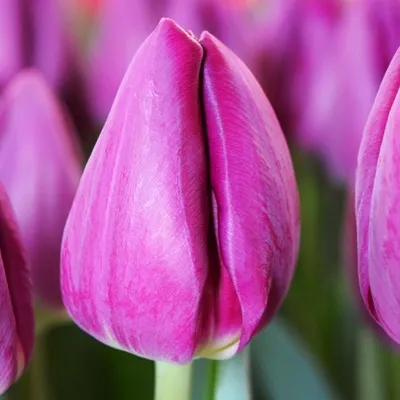 Immagine prodotto di Tulipani Bulbi di fiori Bulbi di fiori Tulipani Bullit 5 pz.