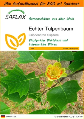 Produktbild von SAFLAX - Garden in the Bag - Echter Tulpenbaum - 20 Samen - Mit Anzuchtsubstrat im praktischen, selbst aufstellenden Beutel - Liriodendron tulipifera