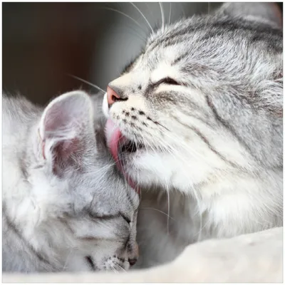 Produktbild von Wallario Premium Glasbild, freischwebende Optik, kräftige Farben, Größe 30 x 30 cm Motiv Süße kleine getigerte Katzenbabys