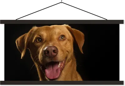 Produktbild von MuchoWow® Textilposter Hund - Haustiere - Porträt 150x75 cm mit schwarzem Rahmen - Posterleiste