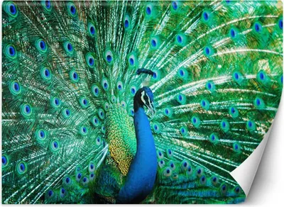 Produktbild von Vlies fototapete Bunter Pfau 250x175 cm Feeby Grün inkl. Kleber einfache Montage