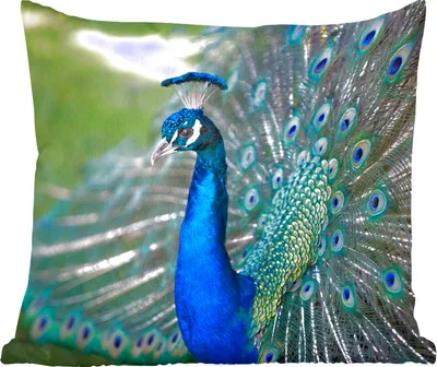 Produktbild von MuchoWow® Zierkissen Sofakissen Wohnzimmer Dekokissen 40x40 cm Pfau - Vögel - Blau - Foto Kissen - Schlafzimmer Dekoration