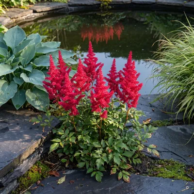 Produktbild von Stauden Gänge 3 x Astilbe arendsii 'Astary Red' im 0,5 Liter Topf - Prachtspiere rot, kompakt 30-40 cm, Blüte Ende Juni bis August - winterhart
