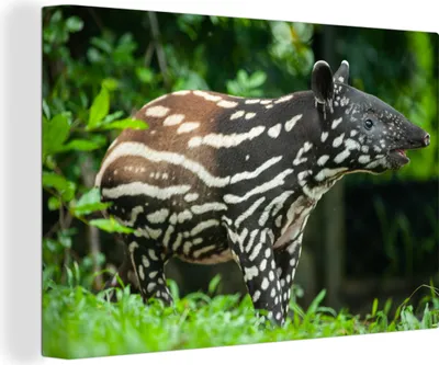 Produktbild von OneMillionCanvasses® - Leinwandbilder - 150x100 cm, Junger Tapir im Dschungel, Wandbilder Kunstdruck Wanddekoration