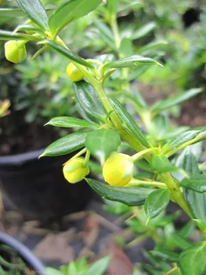 Produktbild von Berberis candidula - Schneeige Berberitze - immergrüner Strauch - 30-40