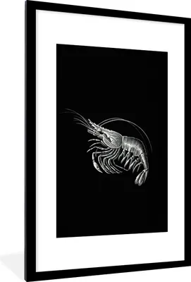 Produktbild von MuchoWow® Gerahmtes Poster Shrimps - Vintage - Ernst Haeckel - Tiere - Kunst 60x90 cm - Poster mit Schwarzem Bilderrahmen Wandposter Rahmen Foto Bilder - Dekoration - Wandposter Wohnzimmer - Hochwertig