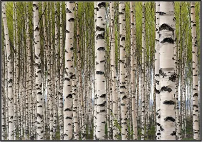 Produktbild von Wallario Wandbild Birkenwald - Baumstämme in schwarz weiß, Größe: 70,30 x 100,30 cm, Poster mit schwarzem Aluminiumrahmen