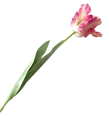 Produktbild von Künstliche Tulpe, realistische Kunstblume mit Blättern, pflegeleicht, für Heimdekoration, Hochzeiten, Partys, Tischdekoration