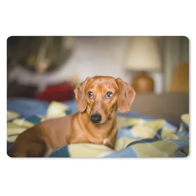 Produktbild von MuchoWow® Schreibtischunterlage Dackel liegend auf einem Bett 60x40 cm - XXL Mauspad - Großes Mauspad
