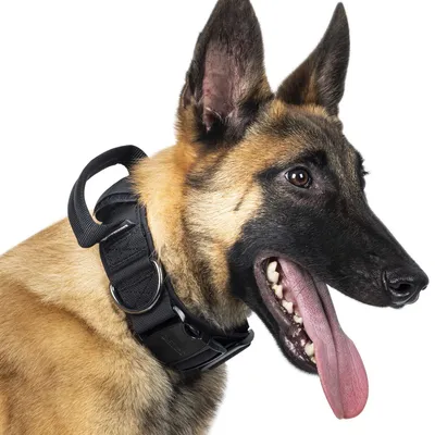 Hundehalsband mit Metallschnalle, verstellbar, Nylon, Schwarz
