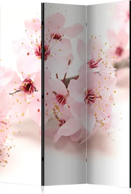 Produktbild von 3-teiliger Einseitiger Vlies Paravent - Cherry Blossom 135x172 cm Blumen b-B-0151-z-b