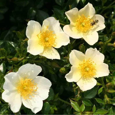 Produktbild von Rosa  - Kordes Nektar Rose - Rosa 'Sonnenröschen'®