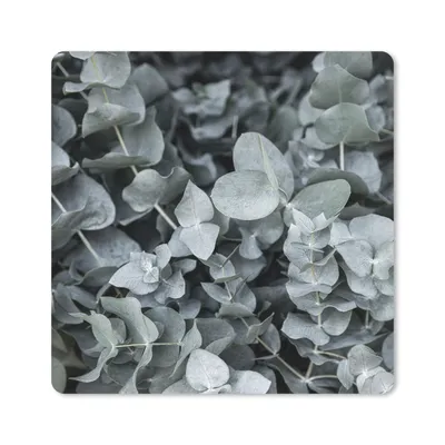 Obrázok produktu pre Podložka pod myš - Príroda - Rastliny - Eukalyptus - Listy - 20x20cm - Rohožka pod myš