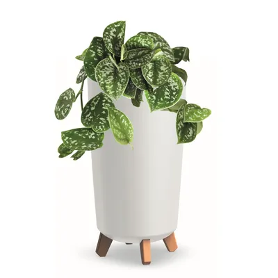 Produktbild von Blumentopf mit Füßen Hoh Tube Pflanzkübe D 20 cm aus Kunststoff matte Weiß Übertöpfe Geldbaum Kakteen Gummibaum Glücksfeder